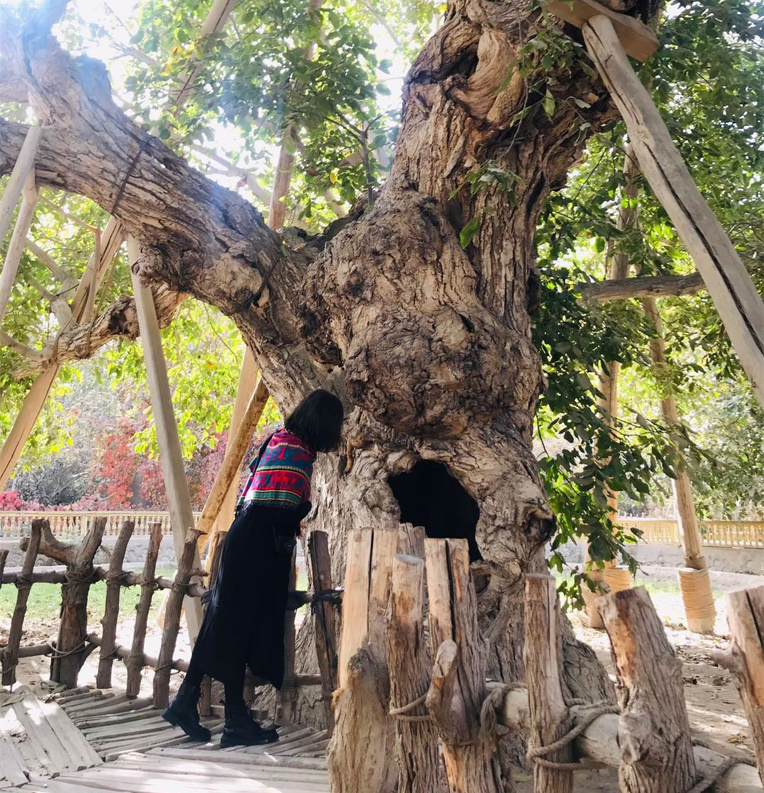 核桃王树