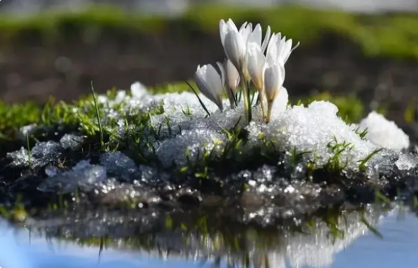 顶冰花.png 顶冰花.png