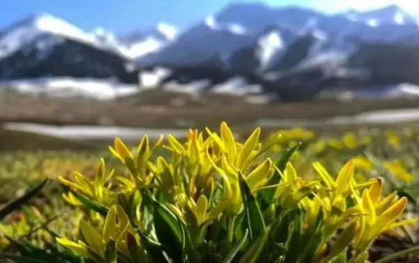 顶冰花1.png 顶冰花1.png