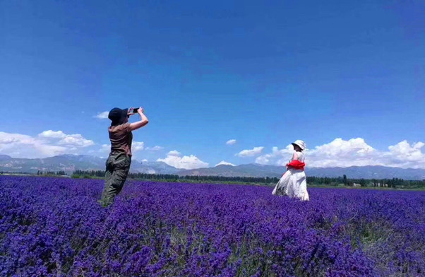薰衣草7_副本.jpg 薰衣草7_副本.jpg