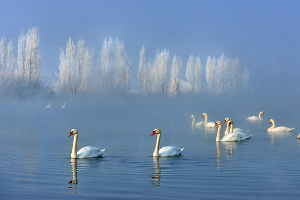 新疆旅游景点-天鹅泉湿地公园