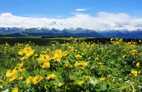 新疆有哪些旅游攻略